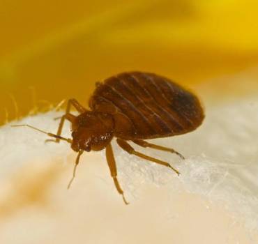 Bed Bugs