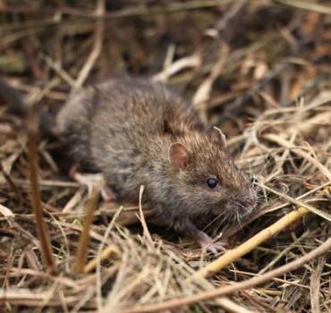 Rodent Control