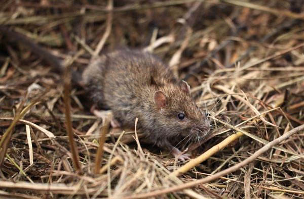 Rodent Control