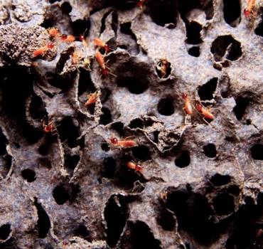 Termite & Wood-Destroying Insects