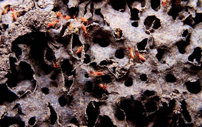 Termite & Wood-Destroying Insects