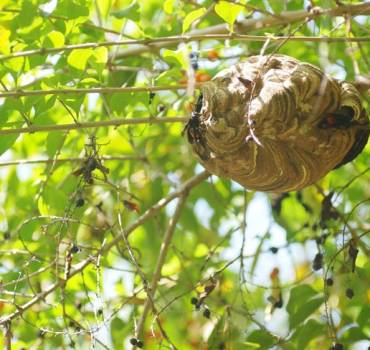Wasps, Hornets & Yellow Jackets