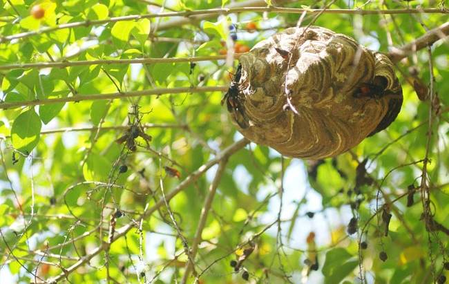 Wasps, Hornets & Yellow Jackets